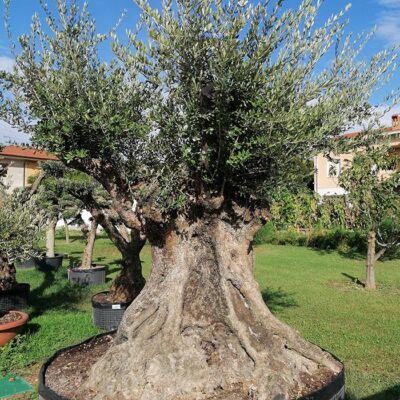 ulivi macrobonsai forma libera vendita olivi brescia lago di garda - Shop - Vivai Podavini Andrea