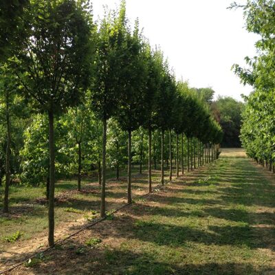 vendita piante alto fusto brescia lombardia italia spedizioni verona bergamo milano svizzera - Shop - Vivai Podavini Andrea