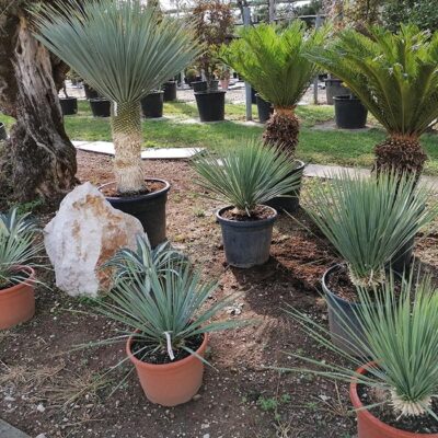 vendita yucca rostrata cycas brescia italia lombardia prezzi scontati - Shop - Vivai Podavini Andrea