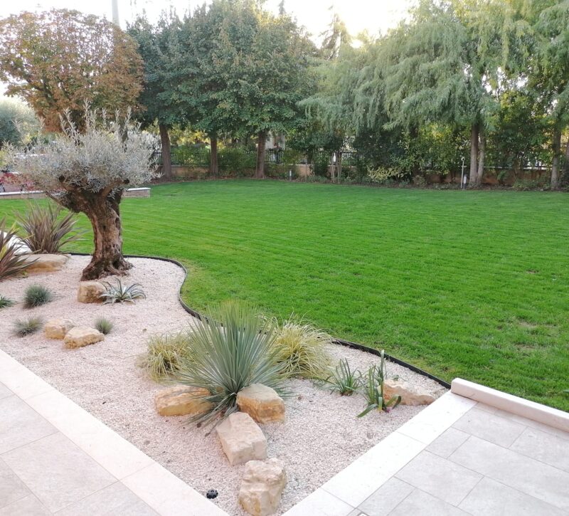 angolo-verde-ulivo-yucca-prato-festuca-zen-bordura angolo-verde-ulivo-yucca-prato-festuca-zen-bordura