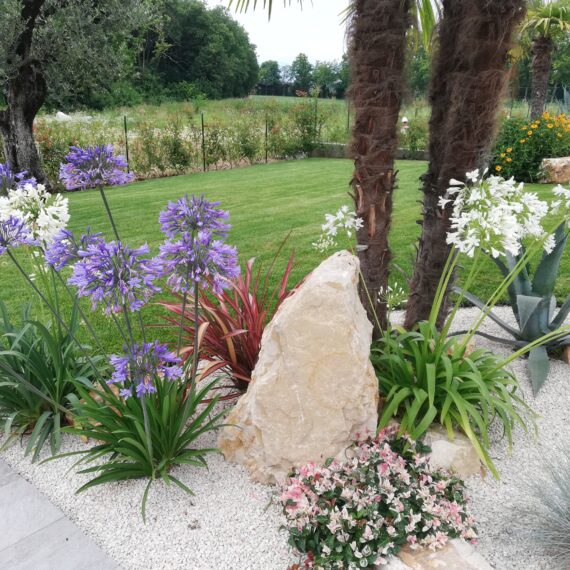 giardiniere brescia lago di garda agapanthum palme - Home - Vivai Podavini Andrea