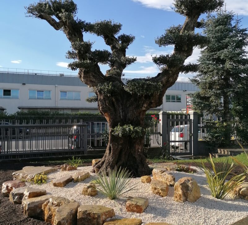 ulivo-macrobonsai-giardino-aiuola-zen-sassi-pietre-granulato-giapponese ulivo-macrobonsai-giardino-aiuola-zen-sassi-pietre-granulato-giapponese
