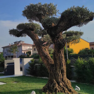 fornitura piantumazione piante cespugli brescia lago di garda brescia bergamo milano verona ulivi - Home - Vivai Podavini Andrea