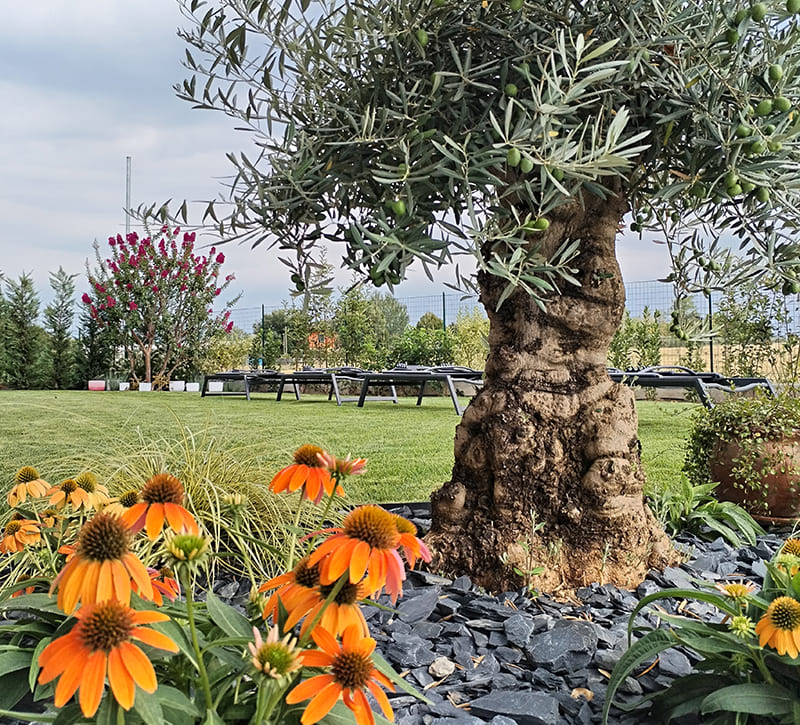 vendita-ulivi-giardiniere-brescia-progettazione-realizzazione-giardino-verona-bergamo-milano-1 vendita-ulivi-giardiniere-brescia-progettazione-realizzazione-giardino-verona-bergamo-milano-1