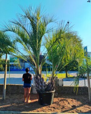 Butia Capitata 2 tronchi