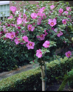 Hibiscus Syriacus fiore fucsia ad alberello