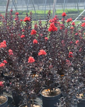 Lagerstroemia foglia e fiore rosso altezza 100/125 cm