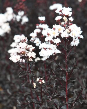 Lagerstroemia foglia rossa e fiore bianco altezza 100/125 cm