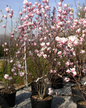 Magnolia da fiore Soulangeana altezza 150/175 cm