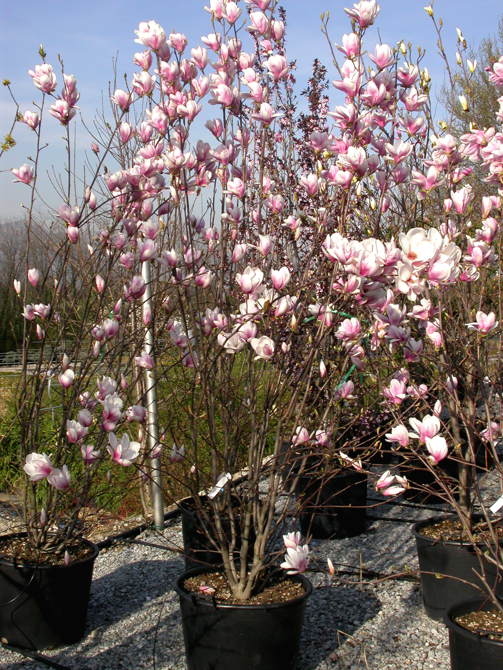 Magnolia da fiore Soulangeana altezza 150/175 cm