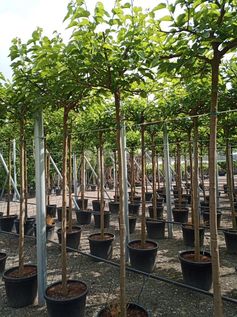 Morus Alba Fruitless