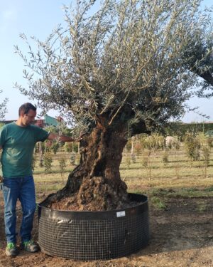 Ulivo secolare bonsai (893)