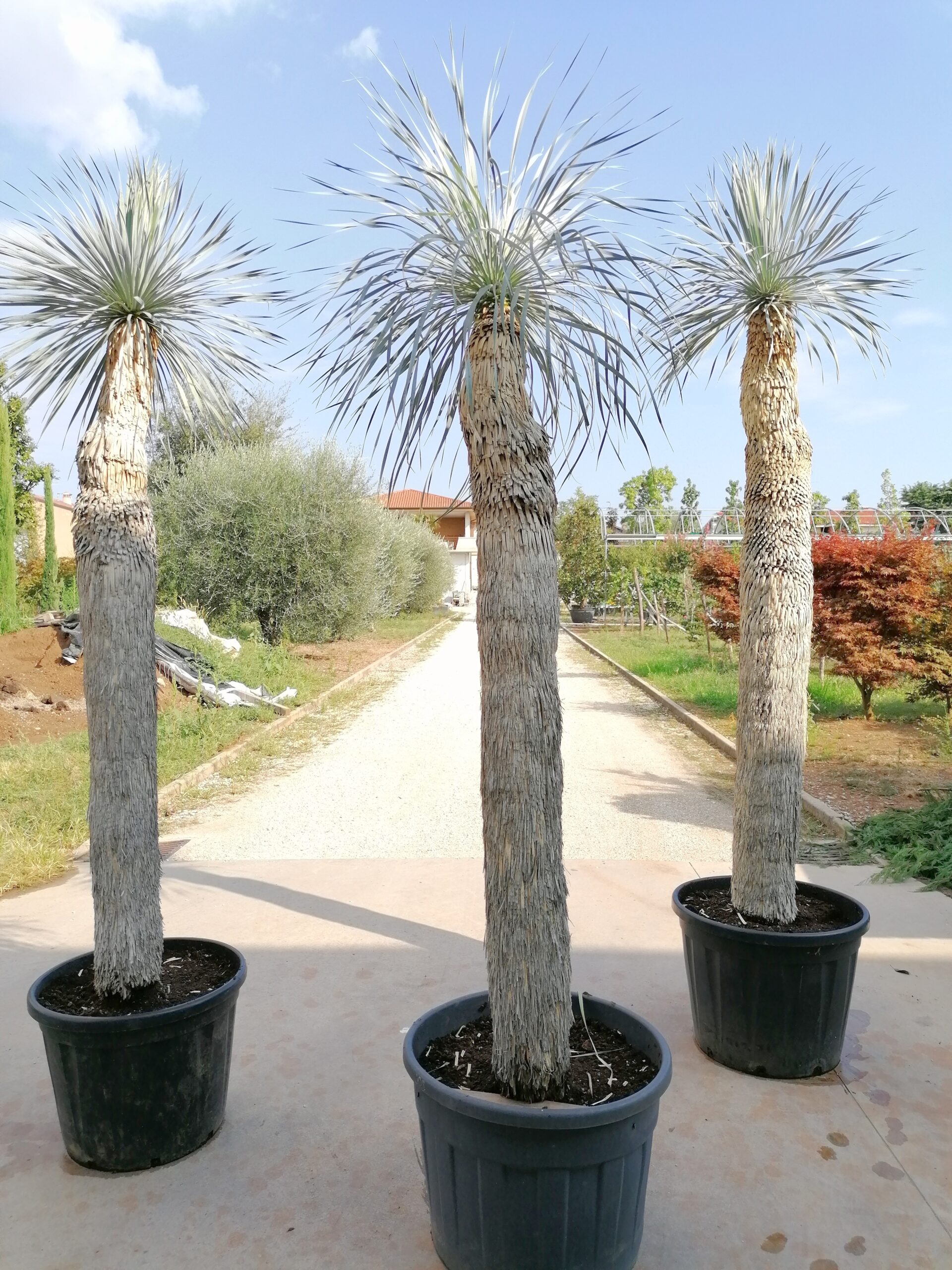 Yucca Rostrata esemplari altezza 250/270cm - immagine 2