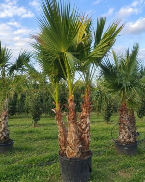 Washingtonia Robusta 3 tronchi altezza 220/240 cm