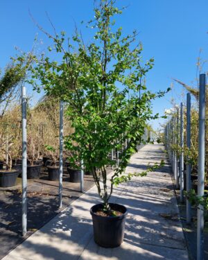 Parrotia Persica Vanessa altezza 200/250 cm
