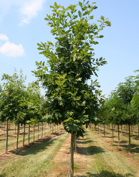 Quercus Rubra / Quercia Rossa Americana circonferenza tronco 10/12 cm