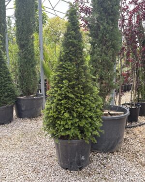 Taxus/Tasso a cono altezza 140/160 cm