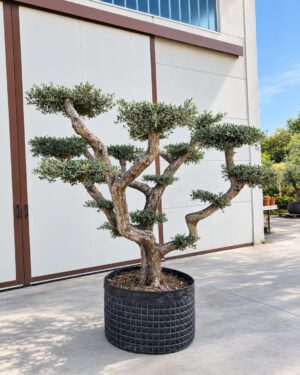 Ulivo macrobonsai (1500)