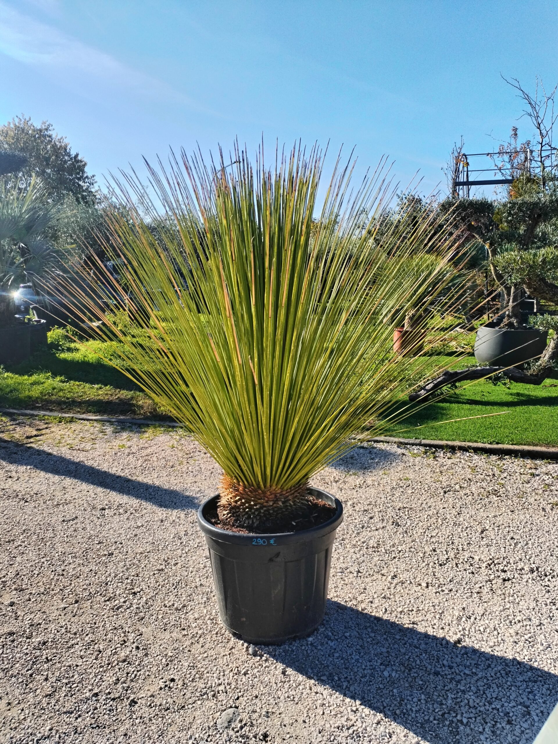 Dasylirion Longissimum altezza 120 cm