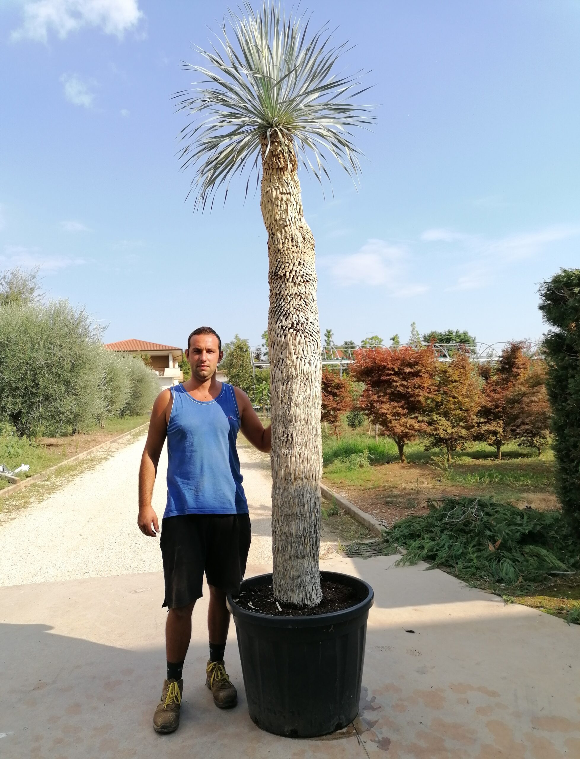 Yucca Rostrata esemplari altezza 250/270cm