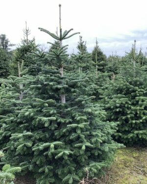 Abies Nordmanniana altezze da cm 200 a 385 in zolla