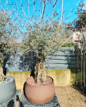 Ulivo bonsai compreso di vaso (T84M)