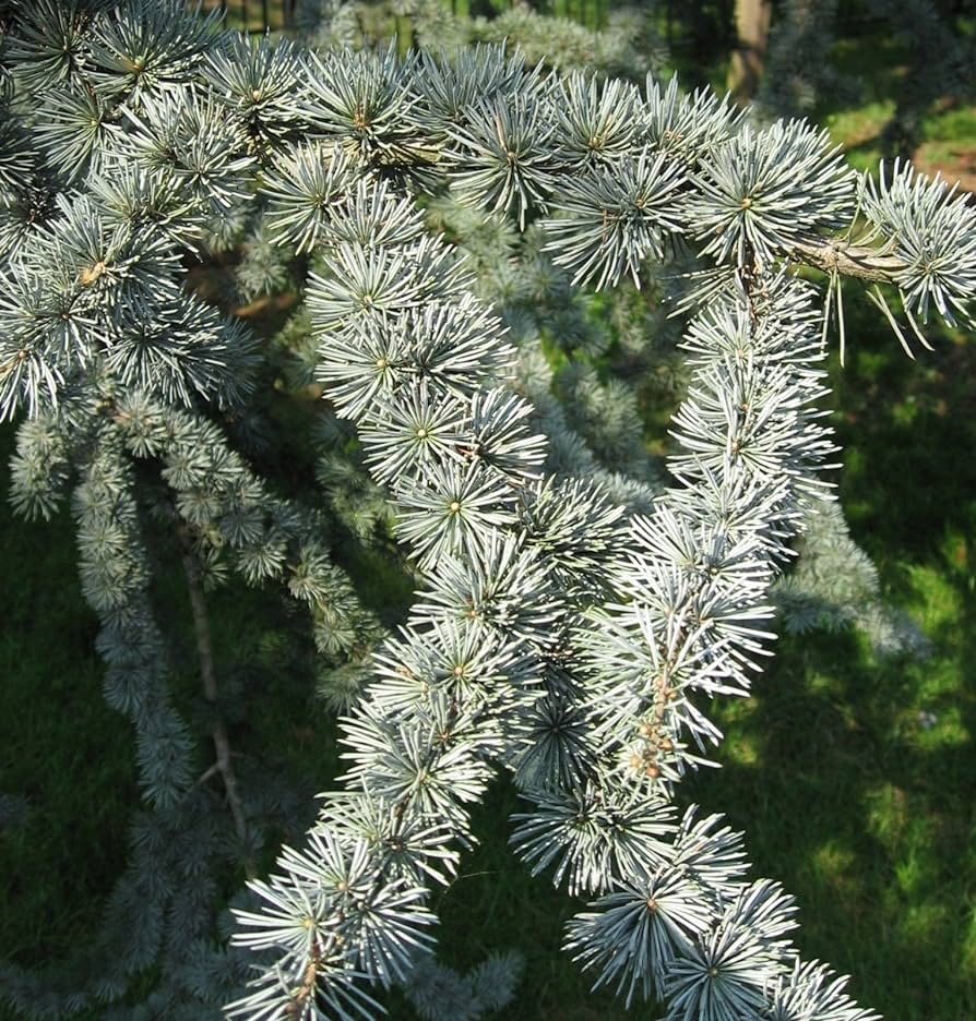 Cedro Atlantica Glauca altezza 150 / 175 cm - immagine 2