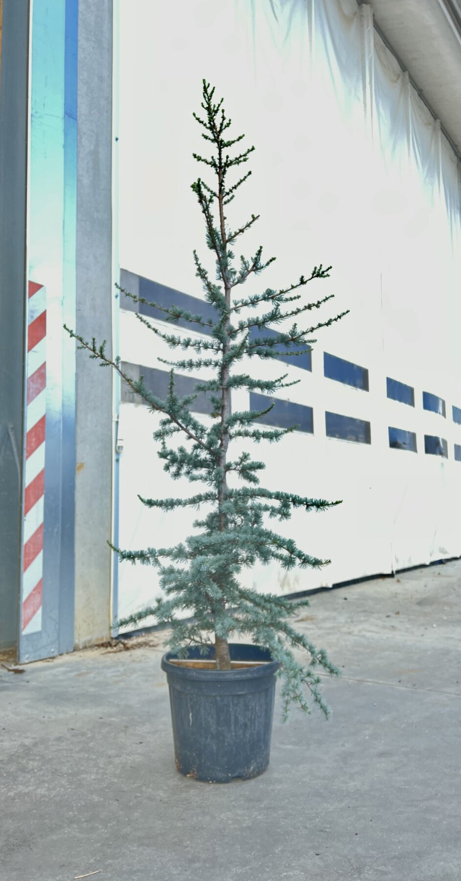 Cedro Atlantica Glauca altezza 150 / 175 cm