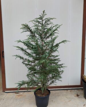 Cedro Deodara altezza 175/200 cm