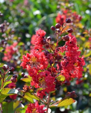 Lagerstroemia fiore rosso altezza 150/160 cm