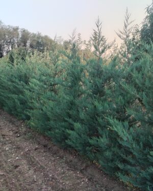 Leylandii in zolla altezza 200 / 220 cm