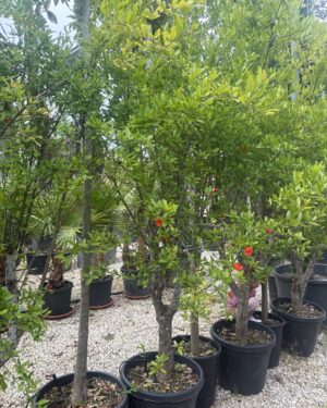 Melograno da frutto (5 disponibili)