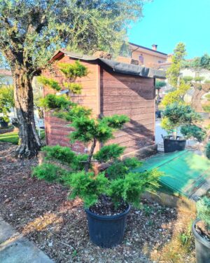 Juniperus verde macrobonsai altezza 160/180 cm