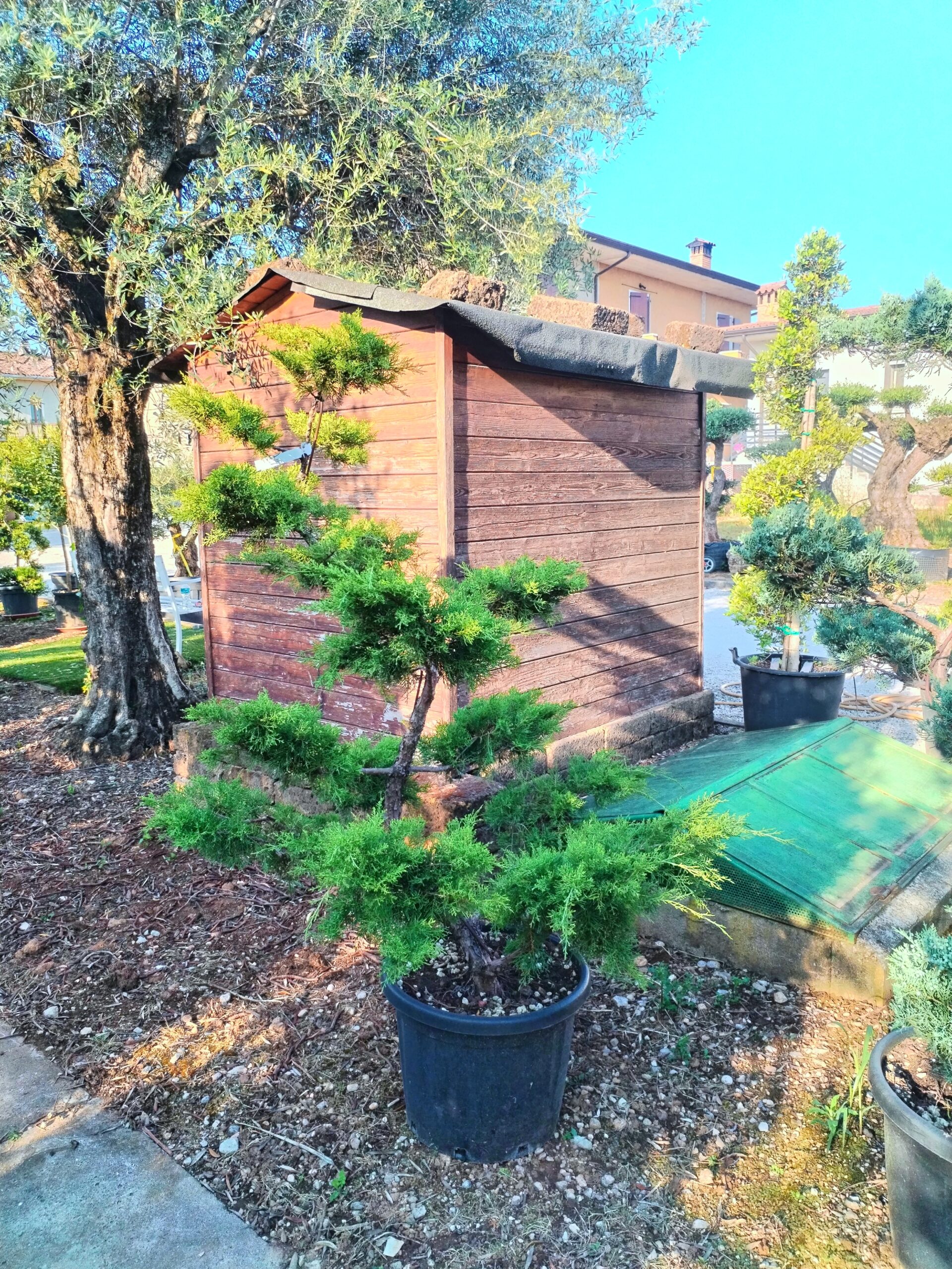 Juniperus verde macrobonsai altezza 160/180 cm
