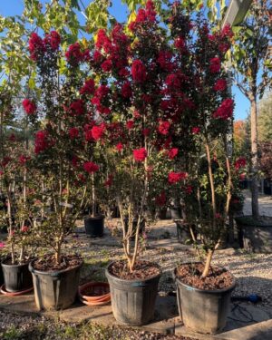 Lagerstroemia rossa dynamite altezza 200 cm