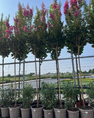 Lagerstroemia fiore rosa circonferenza tronco 8/10 cm