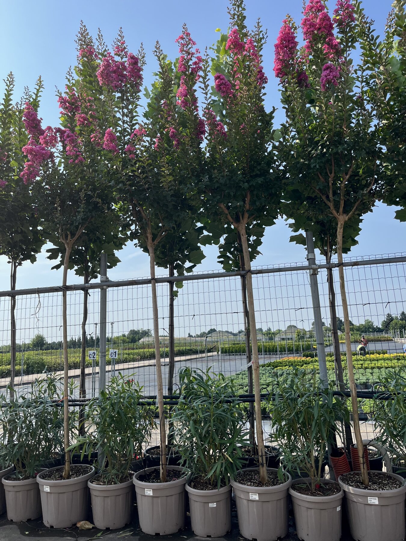 Lagerstroemia fiore rosa circonferenza tronco 8/10 cm
