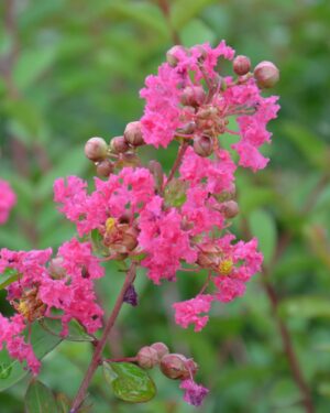 Lagerstroemia fiore rosa altezza 150/160 cm