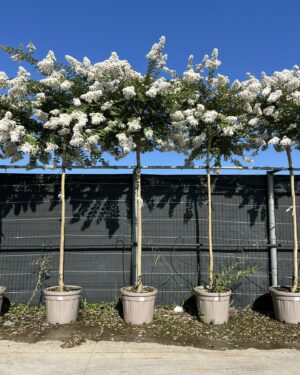 Lagerstroemia fiore bianco circonferenza tronco 8/10 cm