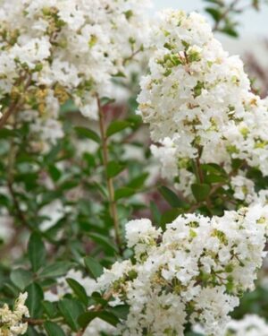 Lagerstroemia fiore bianco altezza 125 cm