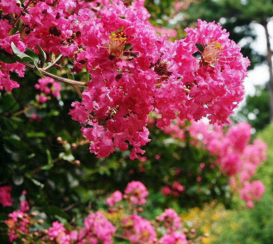 Lagerstroemia fiore rosa circonferenza tronco 8/10 cm - immagine 2