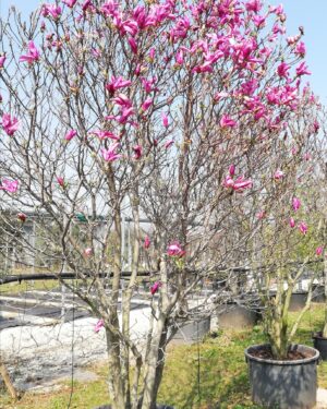 Magnolia da fiore "Susan" esemplare