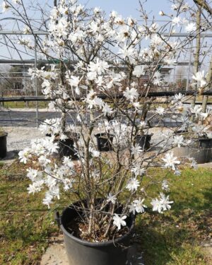 Magnolia da fiore "stellata bianca" h160cm