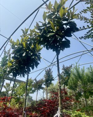 Magnolia Gallissoniensis circ.tronco 8/10 ad alberello