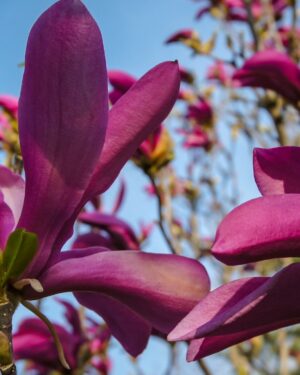 Magnolia da fiore Susan altezza 120/150 cm
