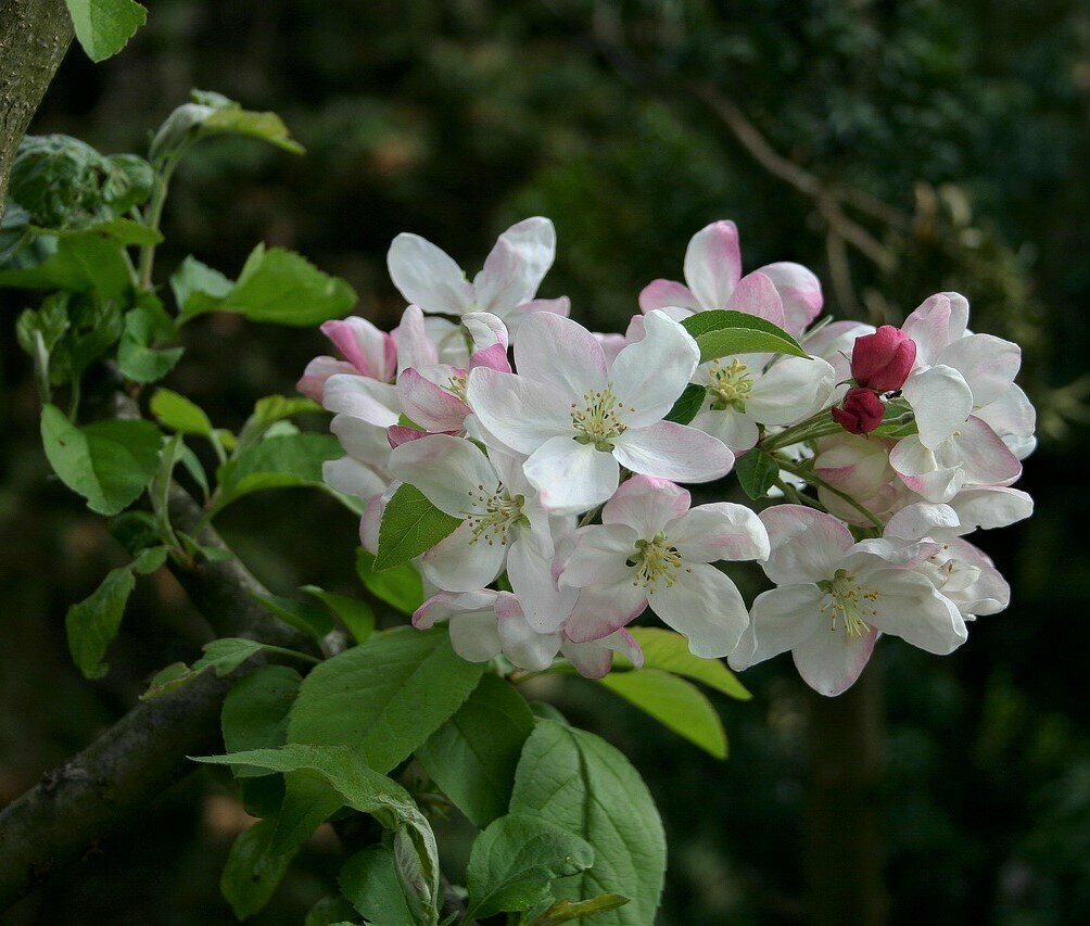 Melo da fiore bianco circonferenza tronco 12/14 cm
