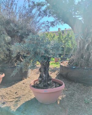ulivo bonsai in ciotola (391)