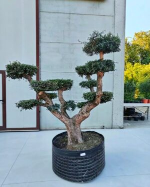 Ulivo Macrobonsai (1350)