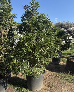 Osmanthus fragrans (fiore bianco) h 160/180
