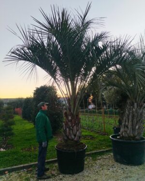 Butia Capitata altezza tronco 80/90cm